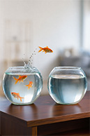 Goldfisch springt von einem Wasserglas in ein anderes. (KI-generiertes Bild)